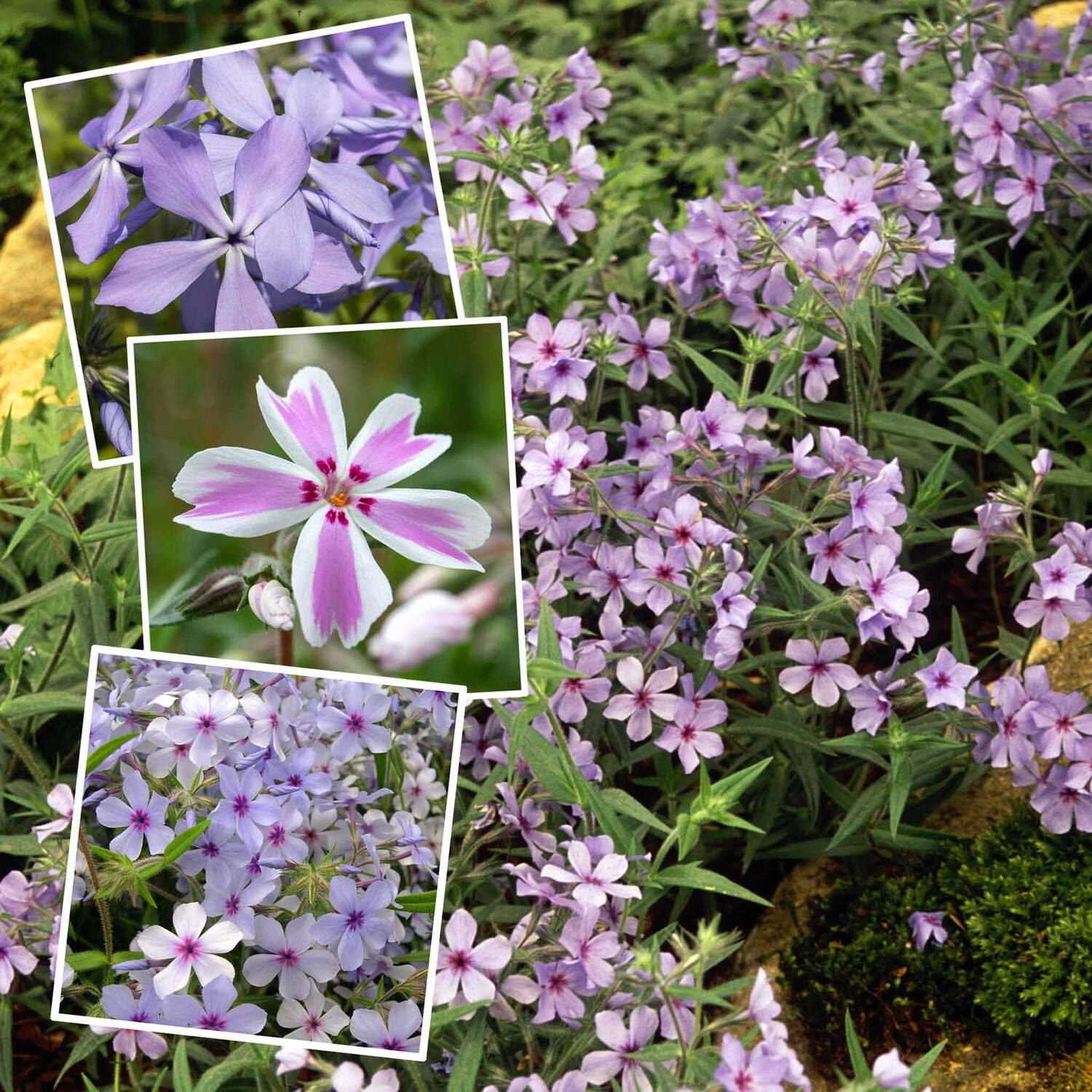Marshalls Garden Phlox Plant Collection - 3 Summer-Flowering Varieties ...