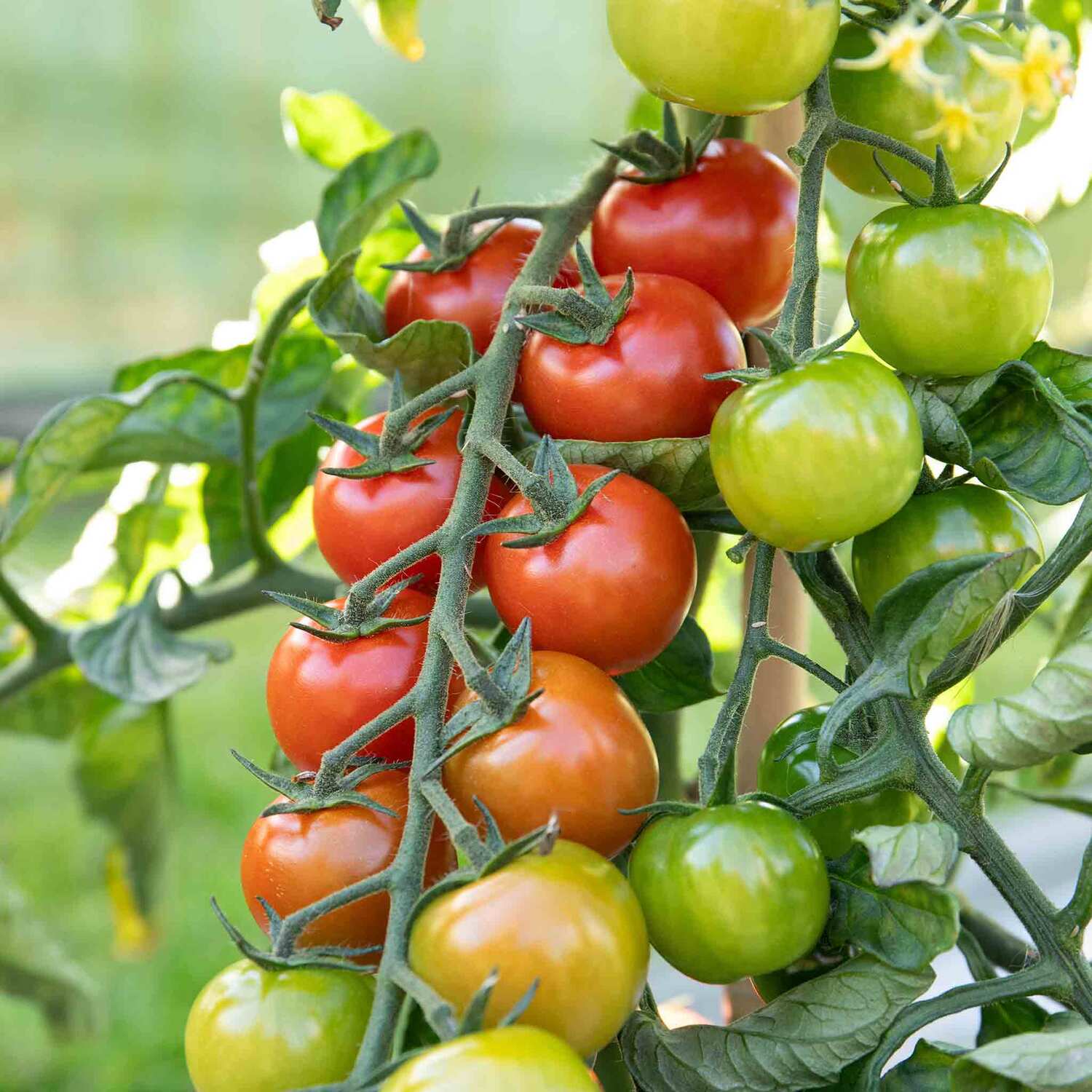 Marshalls Garden Alderman Tall Climbing Pea Seeds, 300 Pack - Green