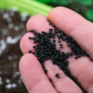 Marshalls Garden Leek Seeds Lancaster F1 - Winter-hardy, Bolt-resistant, RHS Award of Garden Merit