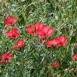 Marshalls Garden Linum grandiflorum 'Rubrum' Seeds - Bright Scarlet Annual, 500 Seeds