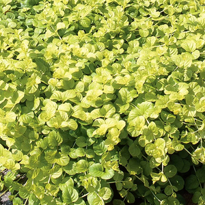 Set of 3 Goldilocks Creeping Jenny Bedding Plant Lysimachia in 9cm Pots