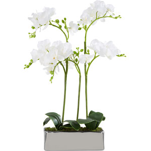 Fiori White Orchid Plant in Rectangular Pot