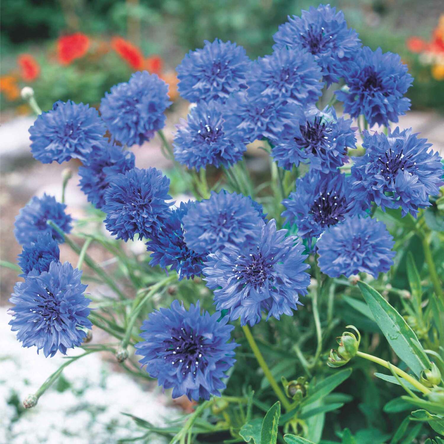 Unwins Cornflower Seeds Blue Diadem Flower - Blue