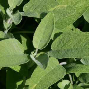 Salvia Officinalis Common Sage Herb Garden Plant 9cm Pot