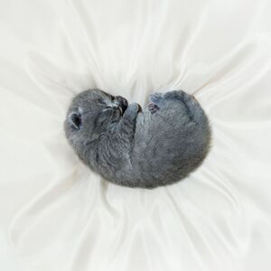white White Mulberry Silk Pillowcase  shot 18639424