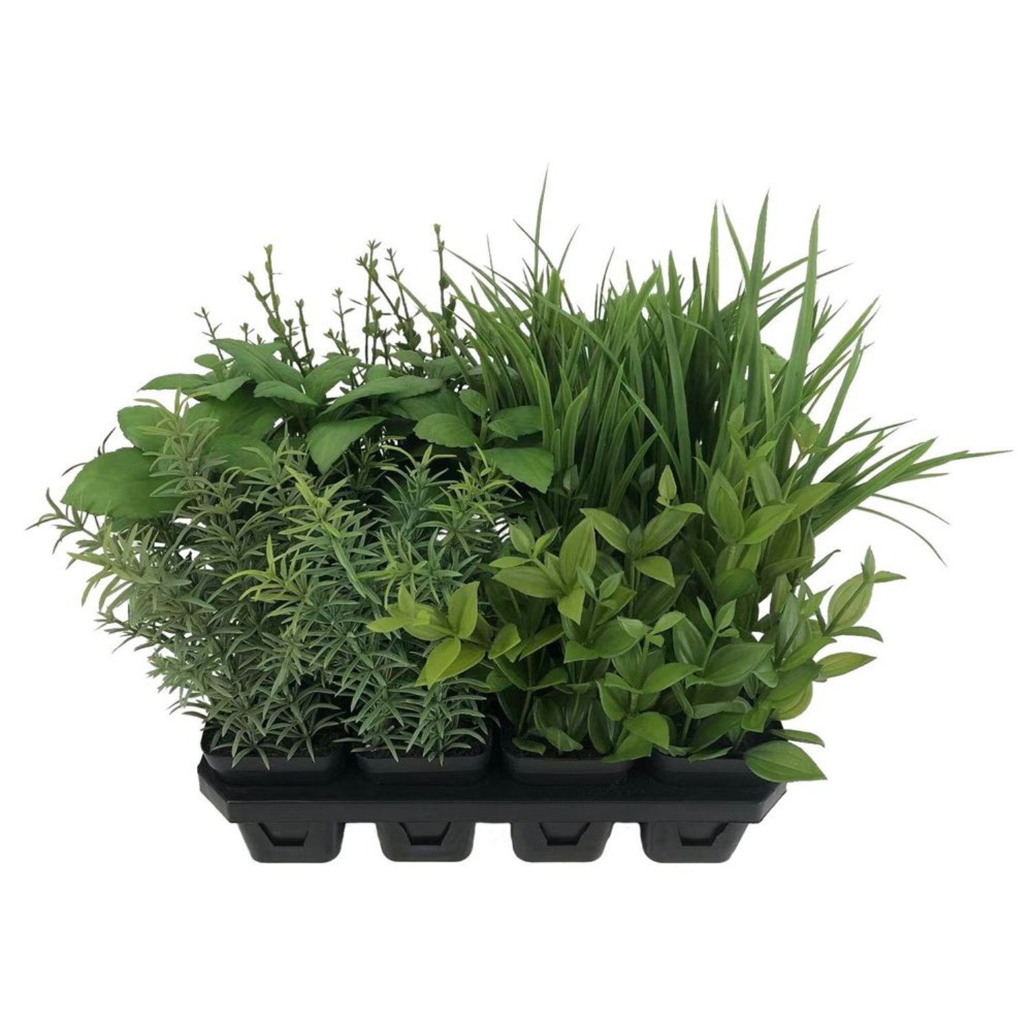 - Botanica Tray Of 12 Assorted HerbsGreen - Image 1