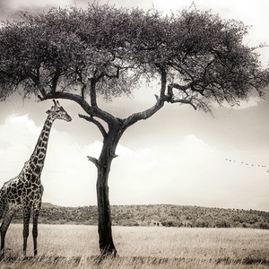Giraffe Safari Wall Mural