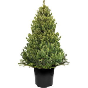Scots Pine Pot Grown Christmas Trees