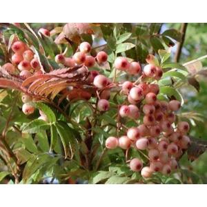 Sorbus Pink Pagoda Mountain Ash Tree, 6ft, 12L Pot by Directplants