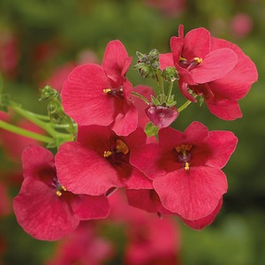 Diascia Flying Colours Red 9cm Pots x 3 - Long Lasting Red Flowers