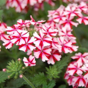 Verbena Lanai Candy Cane - 9cm Pots of 3 Hardy Summer Flowering Plant