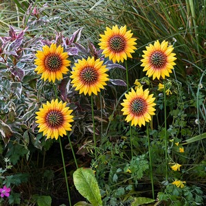 Metal Sunflower Ornamental Stakes Set