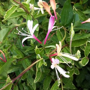 Lonicera Japonica Dart's World White Flowering Climbing Plant