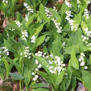 Marshalls Garden Lily of the Valley