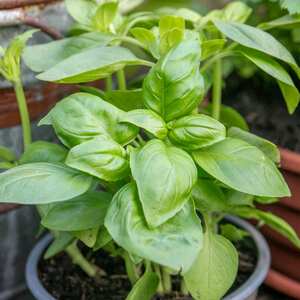 Marshalls Garden Italian Basil Seeds - Intense Flavour, 50 Pelleted Seeds for Pots and Windowsills