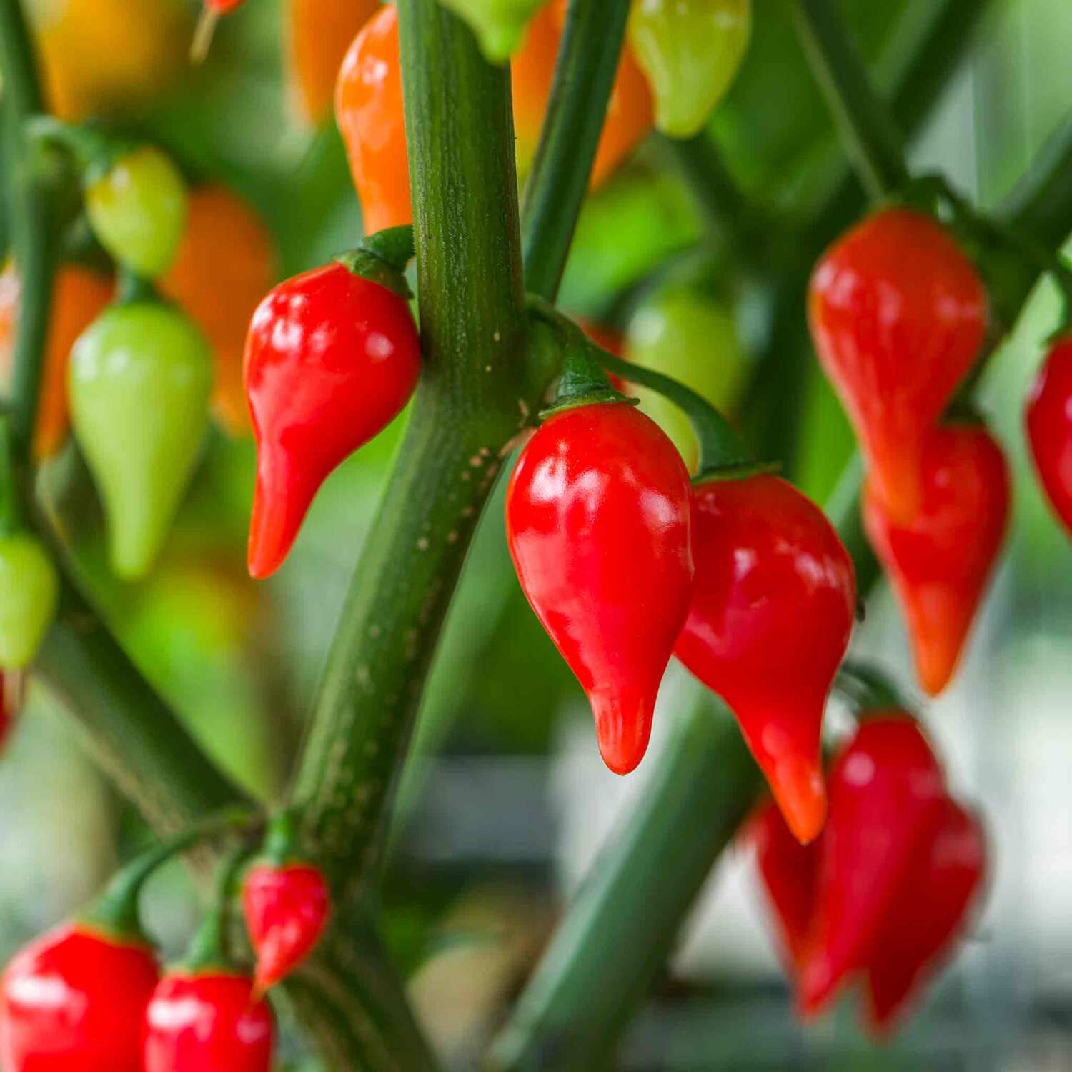 Marshalls Garden Lizziebell Orange Baby Plum Tomato Seeds - Pack of 8 - Red