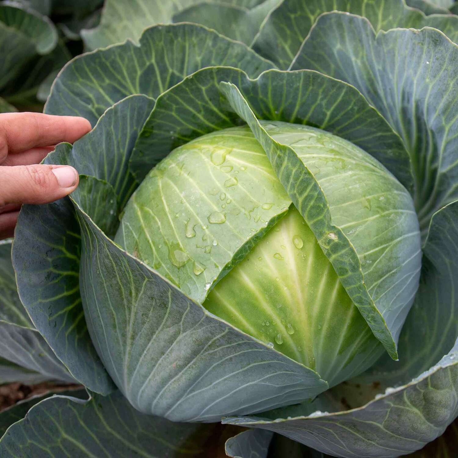 Marshalls Garden Burpless Tasty Green F1 Cucumber Seeds - Mildew Resistant - Green