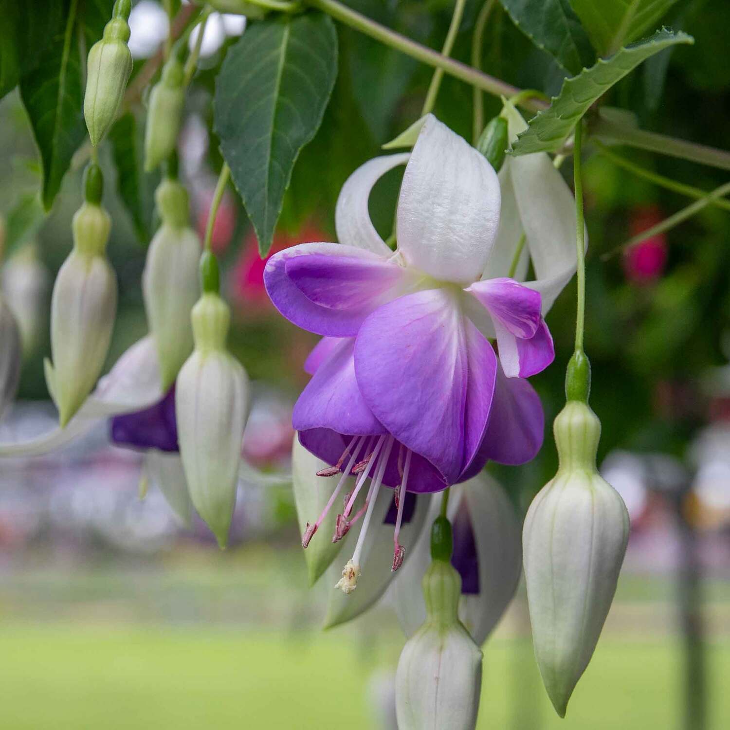 Marshalls Garden Fuchsia 'Delta Sarah' - Pink