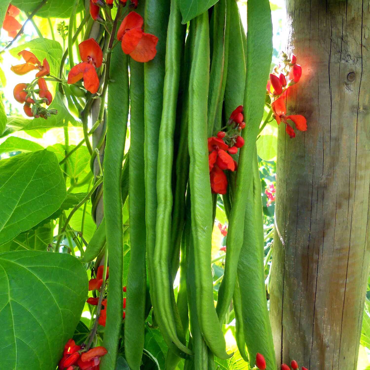 Marshalls Garden Gold Berries Tomato Seeds - Golden Cherry Cordon Variety, 8 Seeds - Red