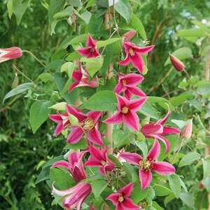 Clematis Plant 'Texensis Princess Diana' 3 Litre Plant