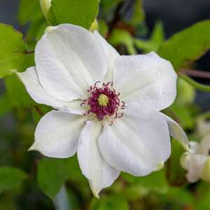 Clematis 'Miss Bateman' 2 Litre Plant