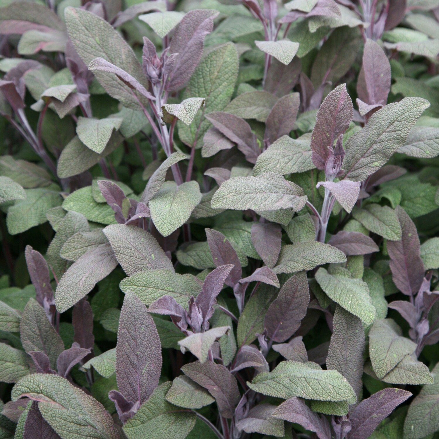 Primrose Sage Purpurascens Purple Sage Or Salvia Officinalis 9Cm Pot Herb Garden Plant - Green / 1