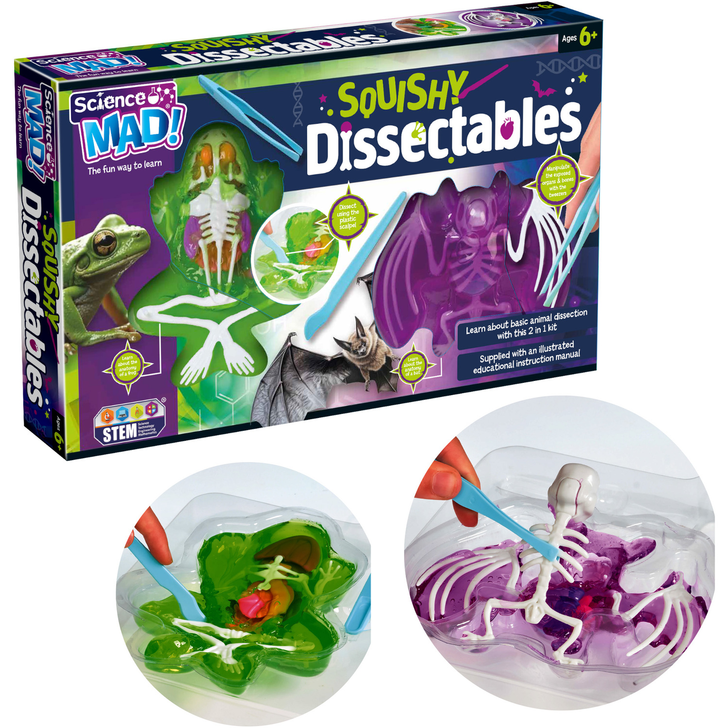 Trends Science Mad Squishy Dissectables Frog And Bat Anatomy Organ Biology Set - Green