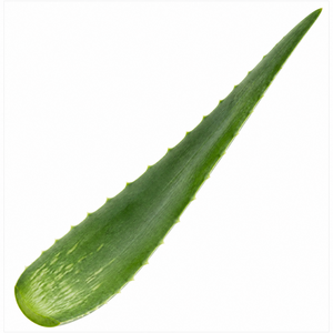 Plants By Post Aloe Vera Plant