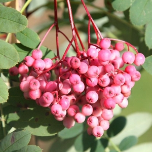 Plant Theory Pink Pagoda Mountain Ash Whitebeam Tree Sorbus 12L Pot 1.5 - 1.8m