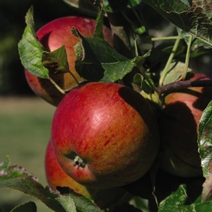 Apple Malus Mini Braeburn