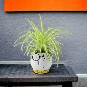 Air Purifying Spider Plant in 12cm Pot - Chlorophytum Houseplant