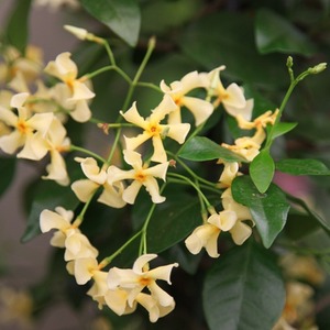 Trachelospermum Asiaticum Pink Showers Yellow Climbing Plant