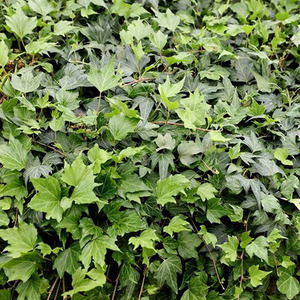 Hedera Helix Green Ripple Evergreen Vine Climbing Plant