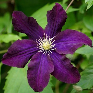 Clematis Romantika Burgundy Flowering Vine Climbing Plant