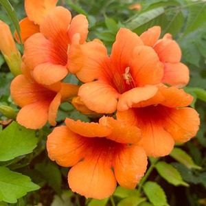 Campsis Indian Summer Chinese Trumpet Orange Flowering Climber Plant