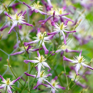 Clematis Rubromarginata Triternata Purple Flowering Vine Plant