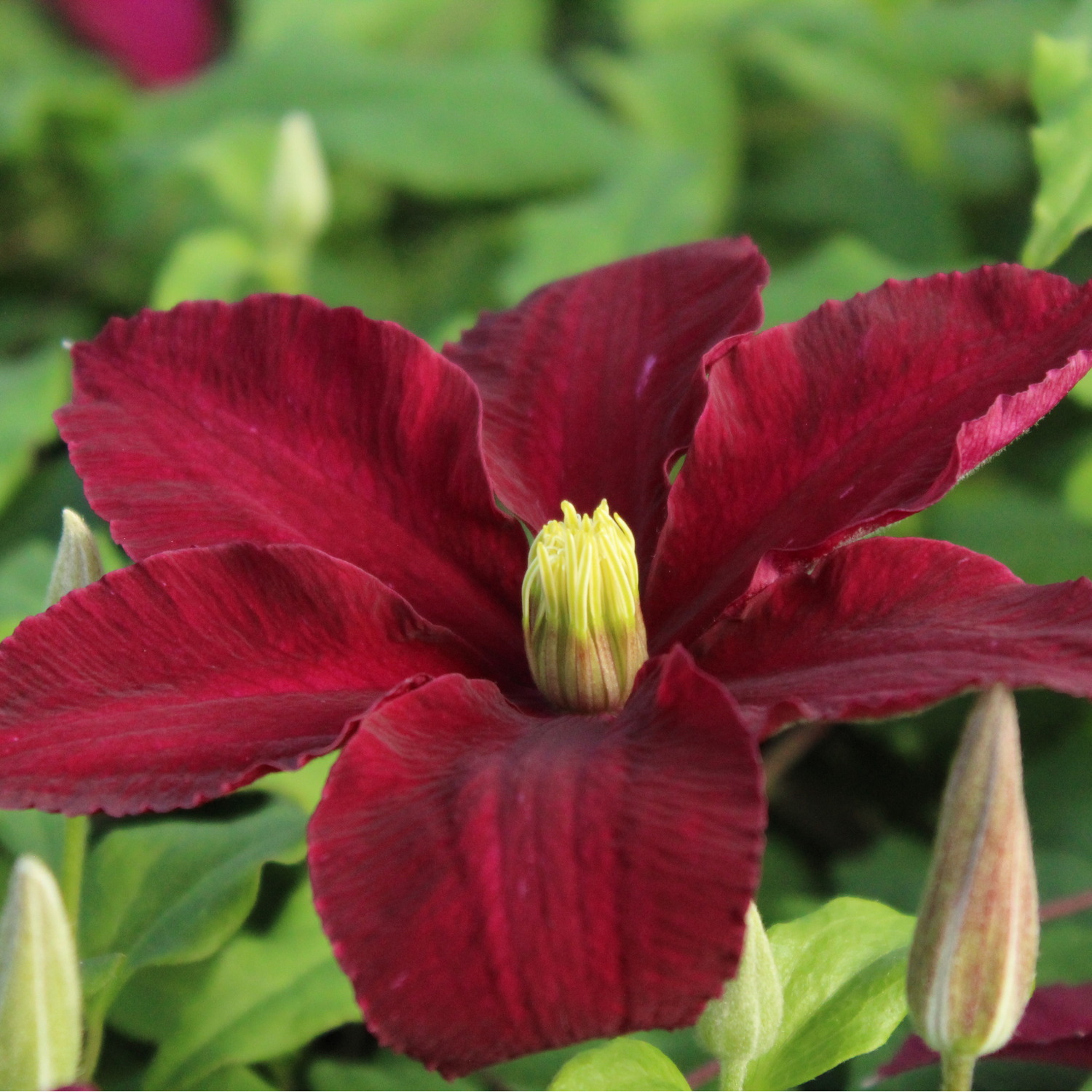 Clematis Niobe Plant clematis-niobe-plant