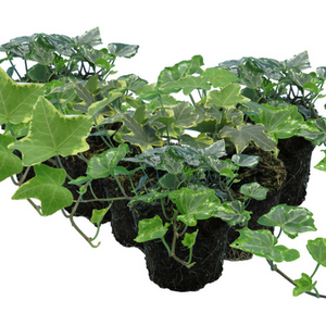 English Ivy (Hedera helix) Growers Selection, Versatile Evergreen Climber, 10.5c
