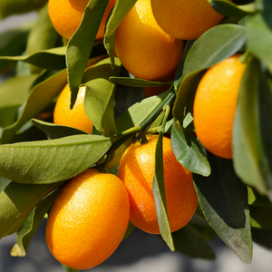 Mini Kumquat TreePotted Indoor and Outdoor Citrus Plant