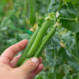 Marshalls Garden Alderman Tall Climbing Pea Seeds, 300 Pack