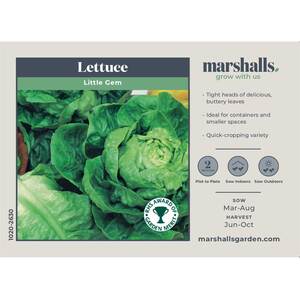 Little Gem Lettuce Seeds - Fast-growing compact mini romaine 1 g