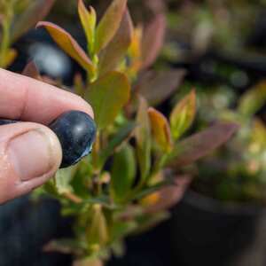 Blueberry 'Brigitta Blue' - Late-Season Fruit-Bearing Plant for Pots and Gardens