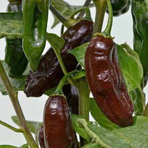 Marshalls Garden Machu Pichu F1 Chilli Pepper Seeds Pack of 6 - Rare Brown Smoky Medium Heat