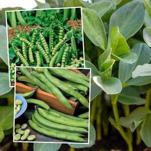 Marshalls Garden Pea and Broad Bean Autumn Sowing Duo - Aquadulce Claudia, Douce Provence