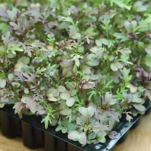 Unwins Microgreens Seeds - Mustard Red Frills