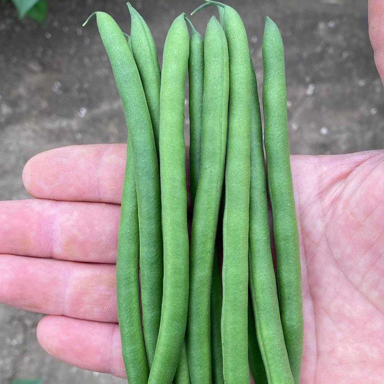 Unwins Dwarf French Bean Seeds 'Quartz' - Green