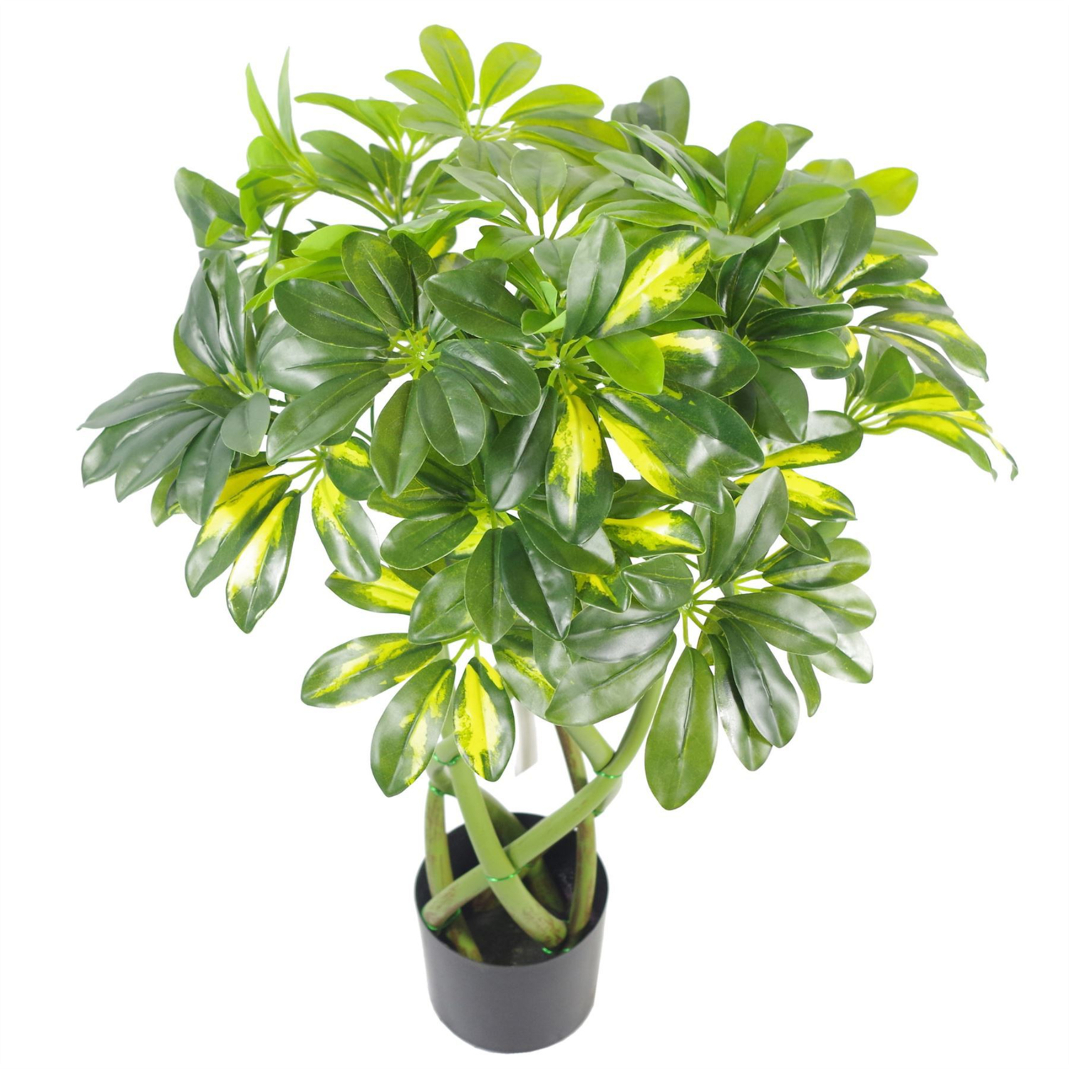 Artificial Gold Capella Twisted Stem Potted Plant 70cm - Green