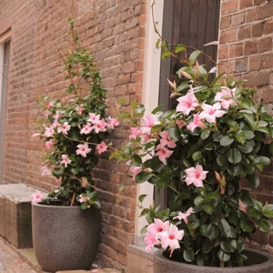  shot 17491939