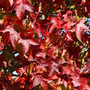 Plant Theory Lane Roberts Sweet Gum Tree Liquidambar 9L Pot 1.2 - 1.5m