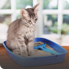 cat litter trays loos training
